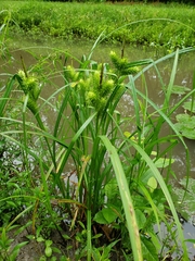 Carex lupuliformis