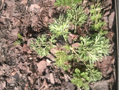 Artemisia absinthium