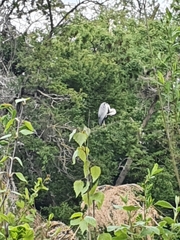 Ardea cinerea