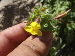Erythranthe lagunensis