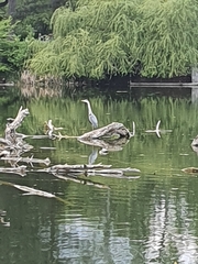 Ardea cinerea