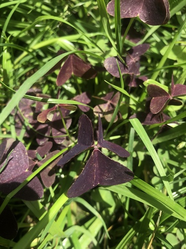 Oxalis triangularis image