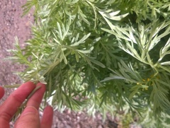 Artemisia absinthium
