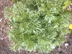 Artemisia absinthium