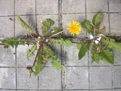 Taraxacum officinale