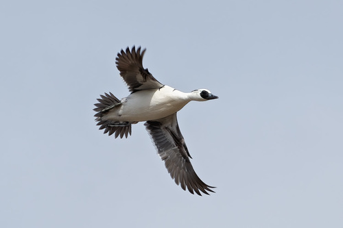 Smew