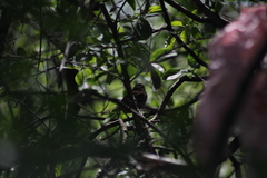 Zonotrichia albicollis