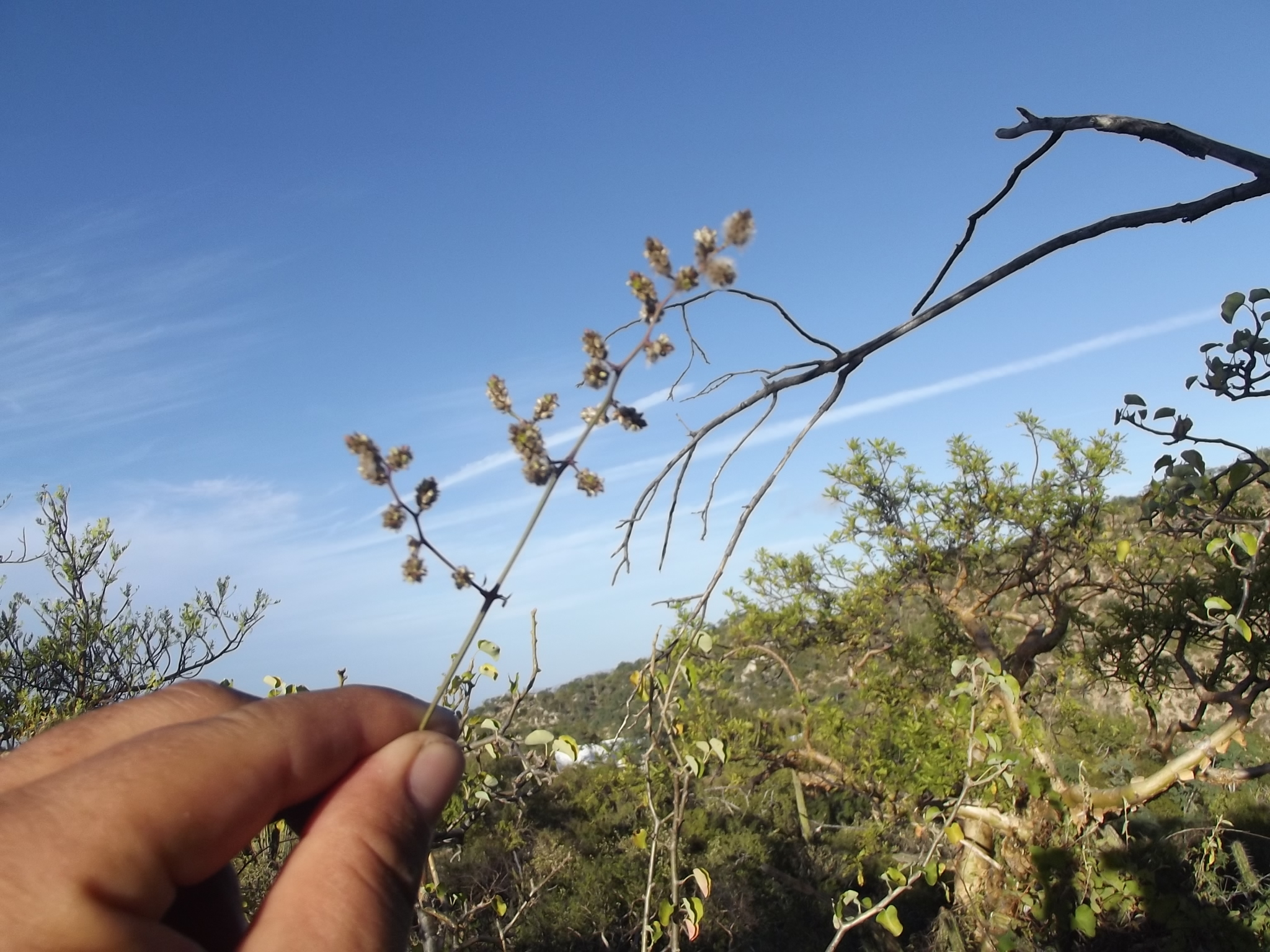 Iresine angustifolia