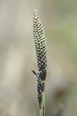 Carex pilosa