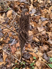 Onocleaceae