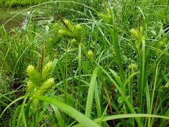 Carex lupuliformis