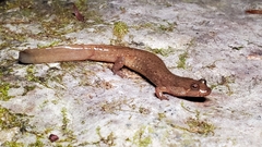 Desmognathus welteri