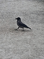 Corvus cornix