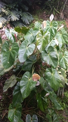 Anthurium andraeanum