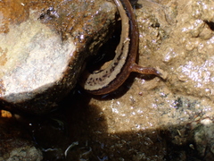 Eurycea aquatica