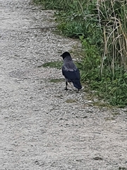 Corvus cornix