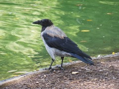 Corvus cornix