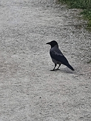 Corvus cornix