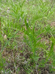 Vicia tenuifolia