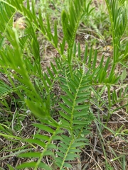 Vicia tenuifolia