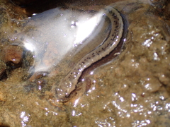 Eurycea aquatica