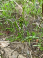 Arabis sagittata