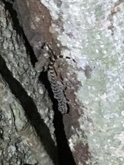 Phyllodactylus lanei