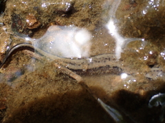 Eurycea aquatica
