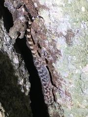 Phyllodactylus lanei