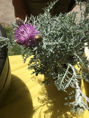 Centaurea cineraria cineraria