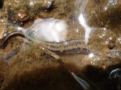 Eurycea aquatica