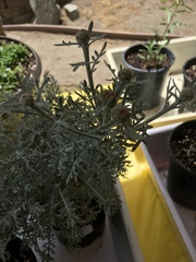 Centaurea cineraria cineraria