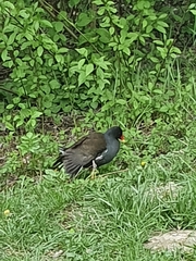 Gallinula chloropus
