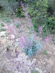 Penstemon parryi