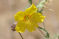 Mentzelia lindleyi