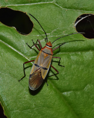 Dysdercus nigrofasciatus