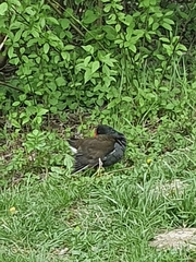 Gallinula chloropus