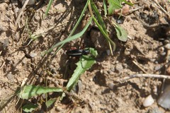 Dorcadion cinerarium