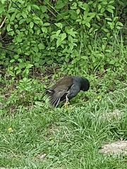 Gallinula chloropus