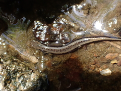 Eurycea aquatica