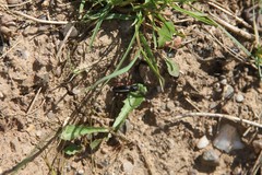 Dorcadion cinerarium