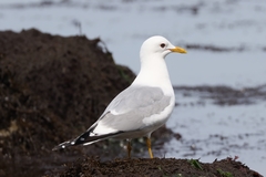 Larus brachyrhynchus
