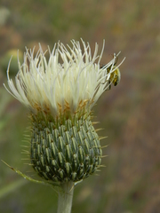 Cirsium brevifolium