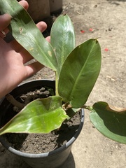 Spathiphyllum wallisii