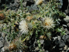 Cirsium cymosum canovirens