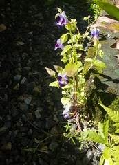 Torenia fournieri
