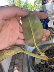 Spathiphyllum wallisii