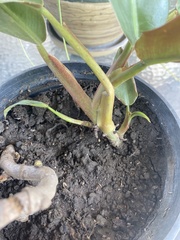 Spathiphyllum wallisii