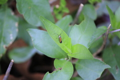 Neoheliodines hodgesi