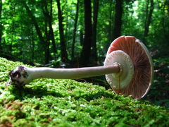Agaricus leptocaulis